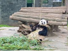 -都江堰中华大熊猫苑
