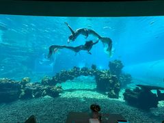 -涛·海底餐厅·美人鱼·自助餐·海底隧道(三亚海棠湾洲际度假酒店)
