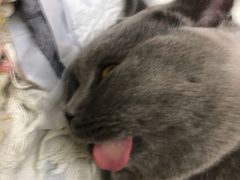 -艾吉宠物医院·疑难杂症转诊中心·猫友好(碧江路院)
