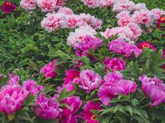 -洛阳市隋唐城遗址植物园