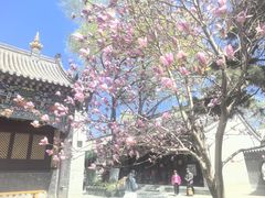-护国法轮寺