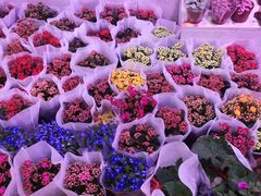 -大自然花鸟鱼虫市场