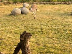 -泉州海丝野生动物世界