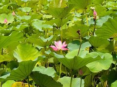 -梁鸿国家湿地公园