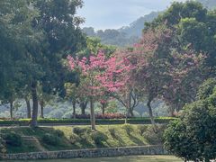 -风云岭森林公园