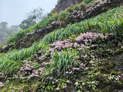 -江西龙虎山景区