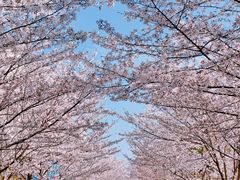 -高东镇樱花园