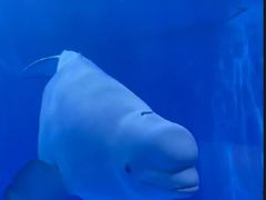 -多彩贵州城极地海洋世界