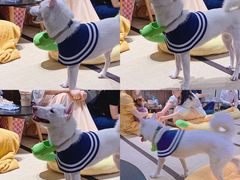 -逗柴咖啡屋·狗咖猫咖宠物桌游