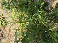 -马陆小张葡萄园农家乐