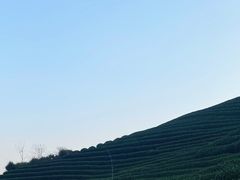 -龙坞茶村