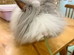 -藦茜花园宠物主题亲子互动体验馆(国顺东路店)