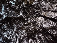 -阳台山森林公园