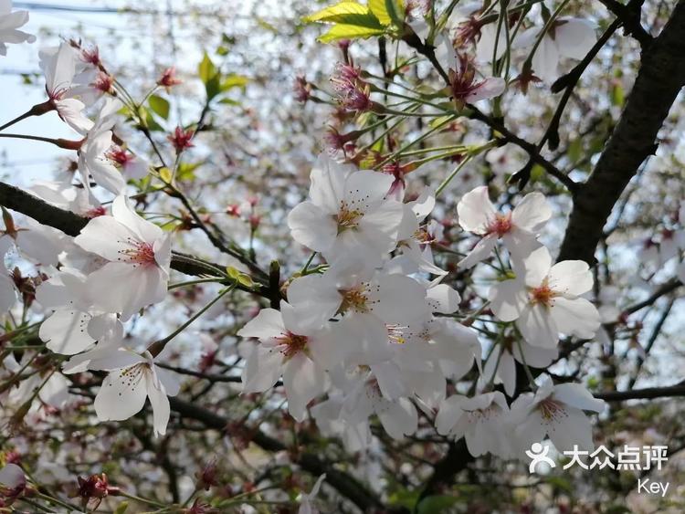 张村樱花图片