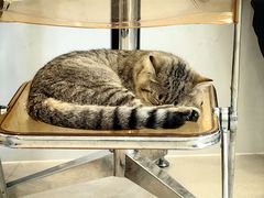 -共舞时光猫咖·狗咖(新街口店)