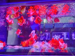 -大自然花鸟鱼虫市场