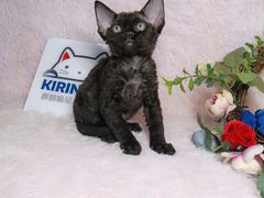 -十年猫舍·猫咪专门店(普陀店)