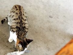 -灶头屋里