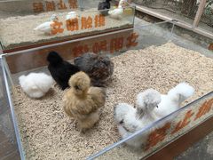 -南宫五洲植物乐园