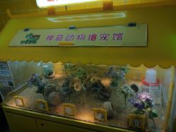 点击看大图 -神奇动物撸宠馆·羊驼·小浣熊·异宠(豫园店)