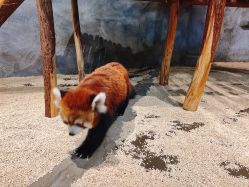 -Zoolung Zoolung动物主题公园(海信广场店)