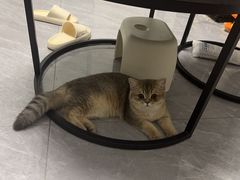 -心仪动物医院·牙专科·肿瘤·心脏科(西客站院)