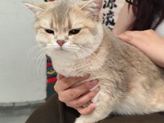 -琪喵猫屋·撸猫猫咖·猫舍