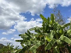 -琼捌炒冰·嗲嗲的椰子鸡·海南火锅