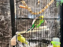 -雀蓝川菜(奥体广场店)