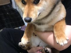 -逗柴咖啡屋·狗咖猫咖宠物桌游