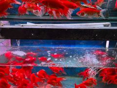-宝鸡东道花鸟鱼虫市场(吉利花园商场店)