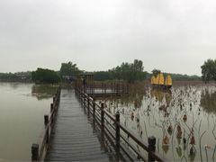 -大湾区中央湿地公园
