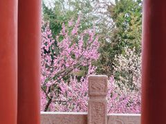 -梅花山(明孝陵内)