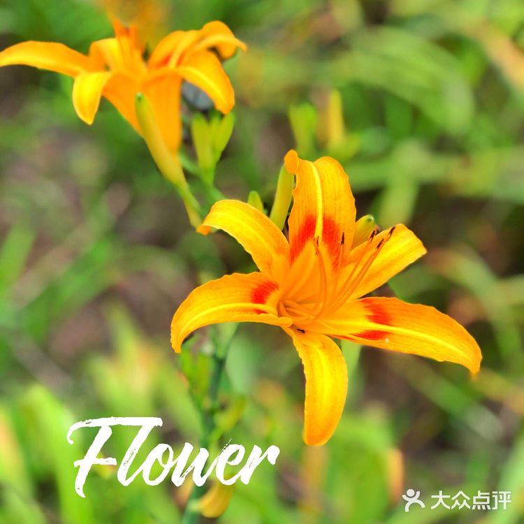 醉美聊城—九州洼月季公园