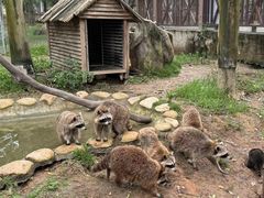 -灵玲国际马戏城