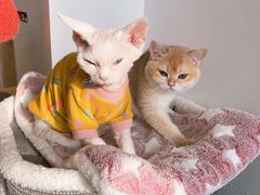 -猫腻·猫咖·撸猫馆(星光大道店)