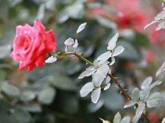 -白沙门生态公园