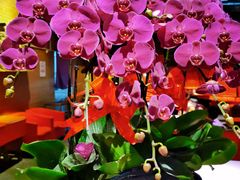 -湘西土菜(望京店)