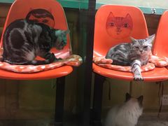 -猫咪博物馆(顶澳仔猫街店)