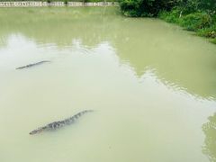 -中国扬子鳄村