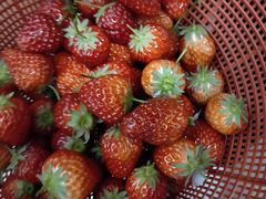 -胜丰草莓采摘园