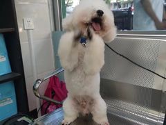 -瑞派动物医院·猫专科·至诚(江南中分院)