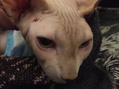 猫-猫色咖啡·猫咖