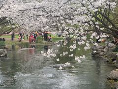 -西湖外事游船(花港观鱼码头)