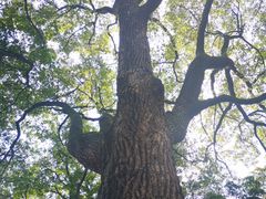 -上海佘山国家森林公园天马山园