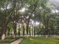 -后襄河公园