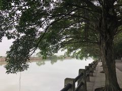 -大湾区中央湿地公园