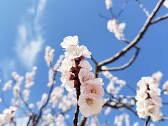 -北京凤凰岭