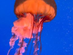 -太平洋海底世界