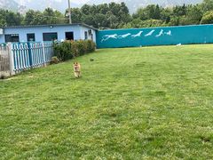 -趣玩宠物乐园寄养训犬训狗游泳池